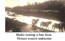 A three mule hitch
